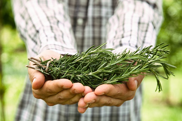 Herbs You can Grow that Help Alleviate Stress